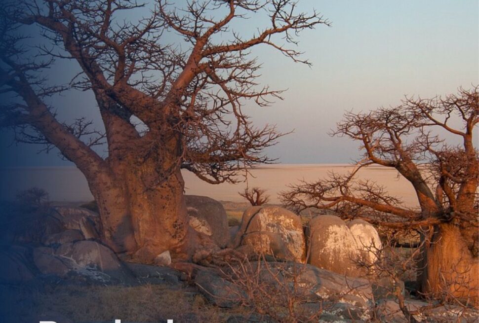 Baobab Trees in Salalah Oman