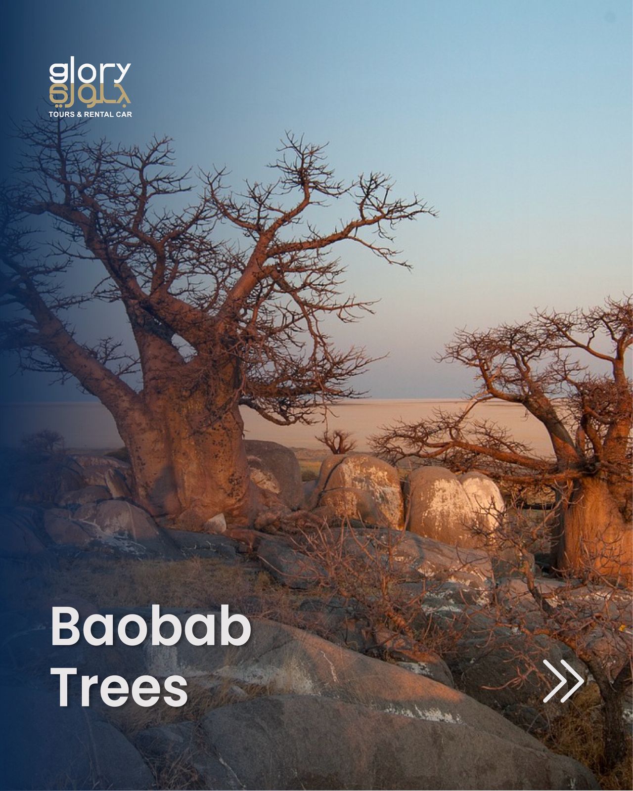 Baobab Trees in Salalah Oman