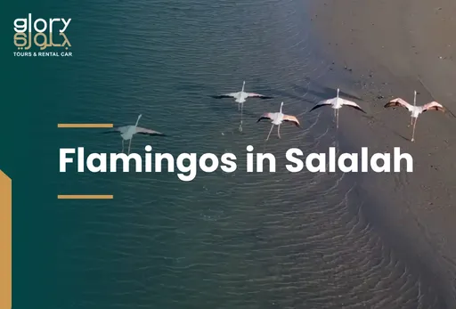 Flamingos in Salalah: Where to See These Beautiful Birds