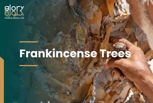 Frankincense Trees Salalah: The Ancient Treasure of Dhofar