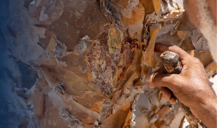 Frankincense Trees Salalah: The Ancient Treasure of Dhofar