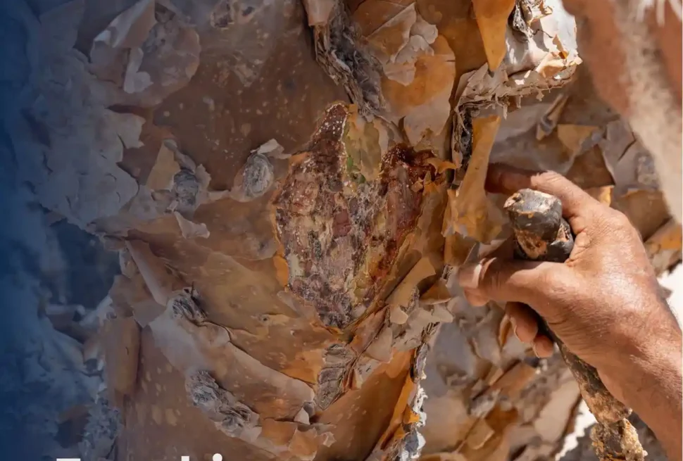 Frankincense Trees Salalah growing in Wadi Dawkah Oman