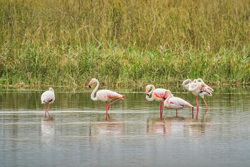 Flamingos in Salalah