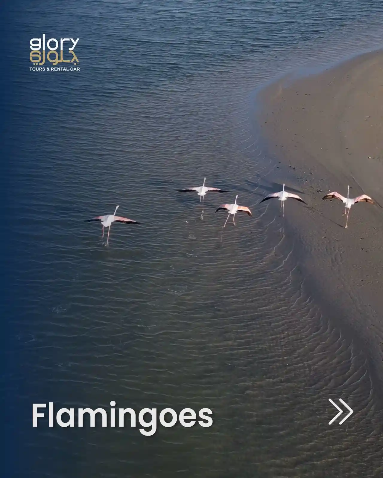 Flamingos in Salalah standing in a coastal lagoon