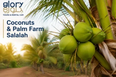 Coconuts & Palm Farm Salalah