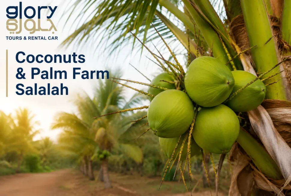 Coconuts & Palm Farm Salalah