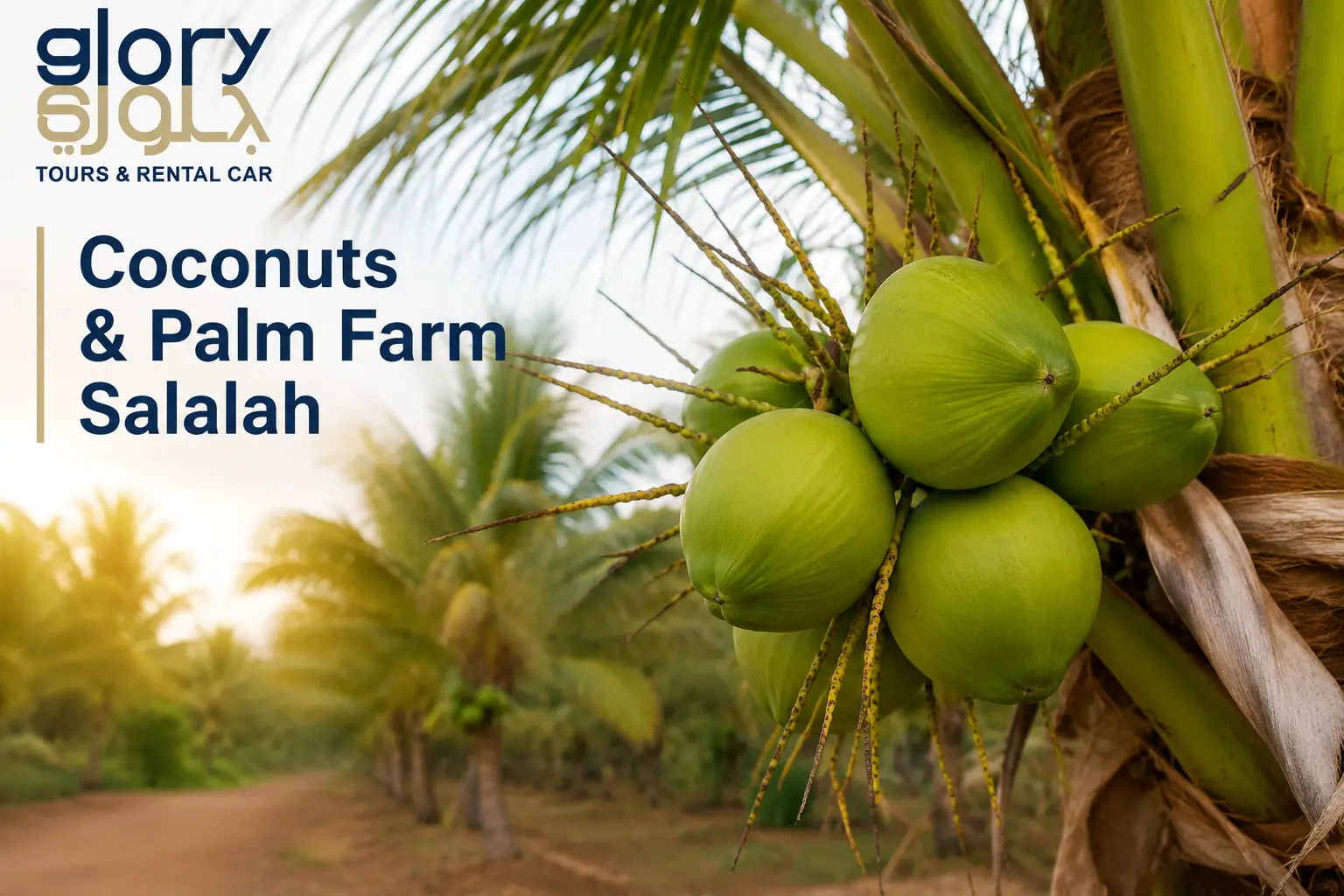 Coconuts & Palm Farm Salalah