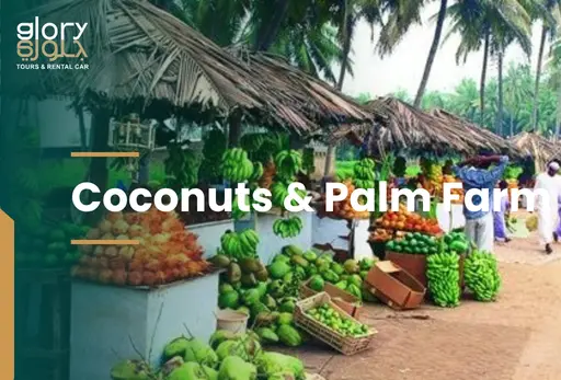 Coconuts & Palm Farm Salalah