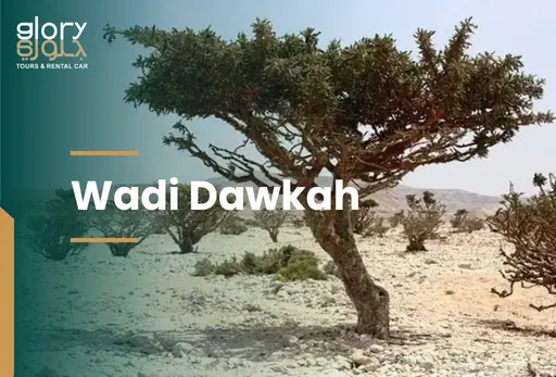 Wadi Dawkah Salalah: A Complete Travel Guide