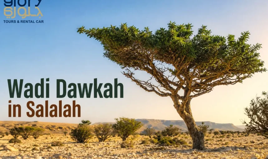Wadi Dawkah Salalah: A Complete Travel Guide