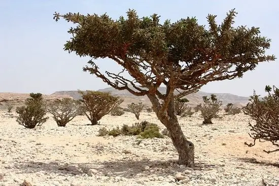 Wadi Dawkah Salalah